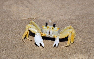 Atlantic Ghost Crab