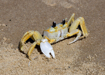 Atlantic Ghost Crab