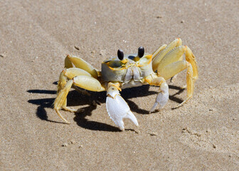 Atlantic Ghost Crab