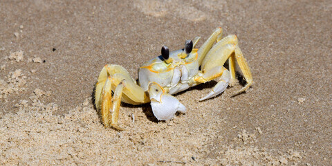 Atlantic Ghost Crab