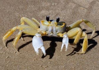 Atlantic Ghost Crab