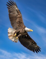Naklejka premium A majestic bald eagle soars through the bright blue sky, its powerful wings spread wide.