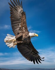 Naklejka premium A majestic bald eagle soars through the sky, its wings spread wide against the blue canvas.