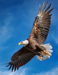 Fototapeta premium A majestic bald eagle soars through a bright blue sky, its wings spread wide, showcasing its powerful presence.