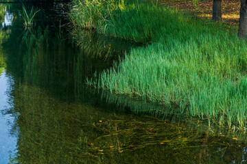 Tranquil Waters: Embracing Nature's Reflection and Serenity