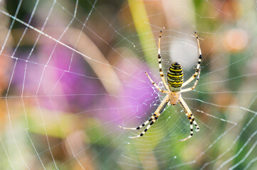 Spider Argiope on its web in the sun