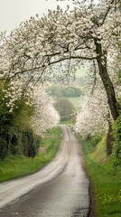 Fototapeta premium Tranquil Country Road Lined with Cherry Trees
