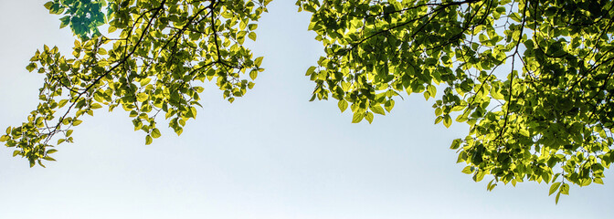 Springtime Tranquility Above the City