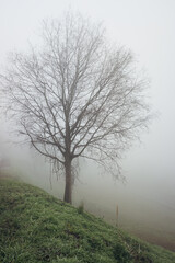 Bare tree in the fog