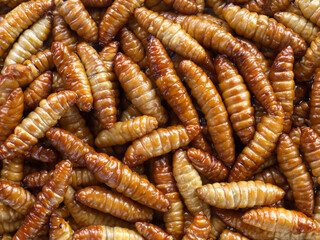 worms in the food background