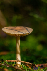 Mushroom in the forest in autumn