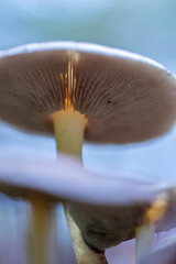 Mushroom in the forest in autumn