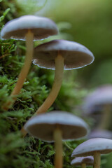 Mushroom in the forest in autumn