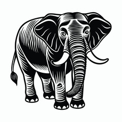 a elephant on white background
