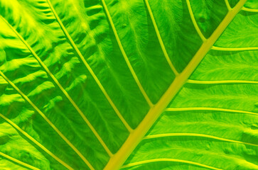 Closeup of tropical green leaf texture growing in rainforest in Australia for background