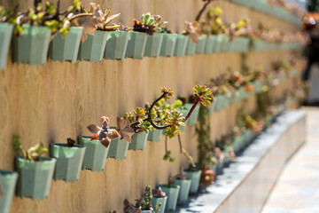 Lush Succulent Wall Garden: A Modern Greenery Showcase