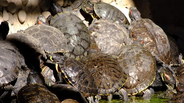 Turtles climbing on top of each other to sunbathe in the pond