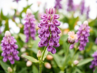 Obraz premium Close-up of a vibrant purple lupine flower bud isolated on a clean white background, beauty, botanical