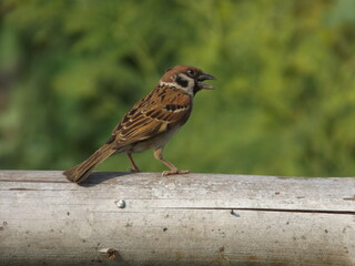 The brown sparrow sings the morning song