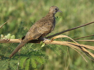 Java dove basking in the morning sun