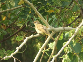 Golden bulbul perched on a branch amidst green leaves.