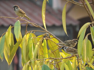 Sparrow family among green leaves