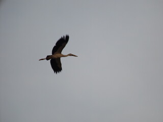Obraz premium A large fish-eating bird is flying in the evening sky.