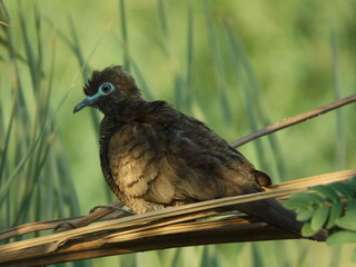 Close-up photo of a Javan dove sheltering from the sun inside a tree.