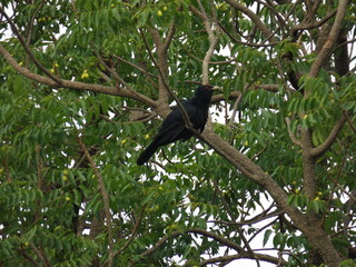 
Black crow among green leaves