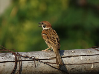 The brown sparrow is singing its morning song.