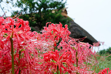 彼岸花の滴