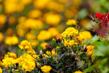 A field of yellow flowers with some brown flowers in the background