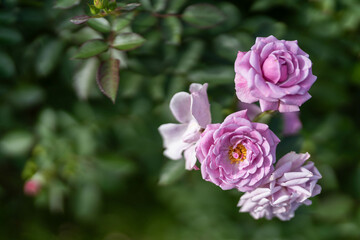 薄紫色の秋バラ