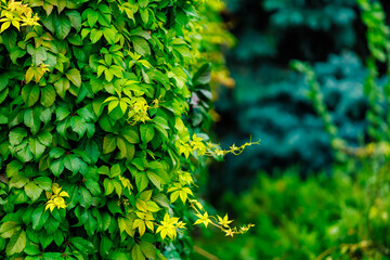 A green vine is growing on a tree