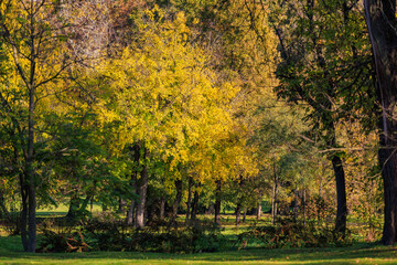 A beautiful autumn day with trees in a park