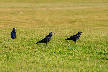 Three birds are standing in a grassy field