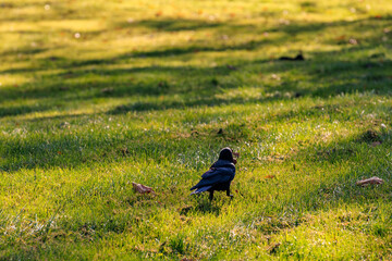 A black bird is walking through a grassy field
