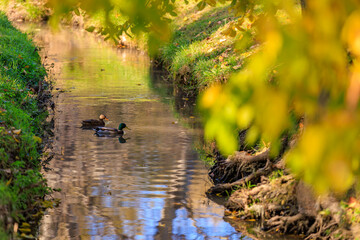 Two ducks swimming in a river