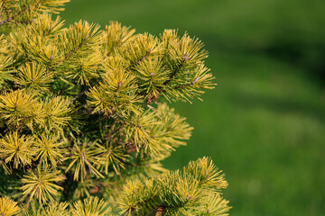 A tree with yellow leaves and green grass in the background