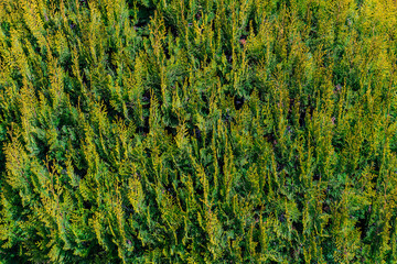 A close up of a green bush with many leaves
