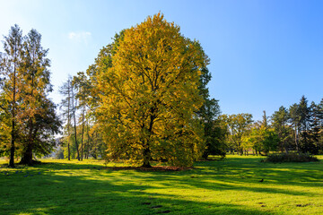 A large tree with yellow leaves is in a grassy field