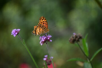 Purpletop verbena (Verbena bonariensis) flowers. A perennial plant of the Verbenaceae family native to South America. Small red-purple flowers bloom in cymes from summer to autumn.