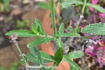 Purpletop verbena (Verbena bonariensis) flowers. A perennial plant of the Verbenaceae family native to South America. Small red-purple flowers bloom in cymes from summer to autumn.