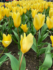 Field of yellow tulips , Flower garden in switzerland.