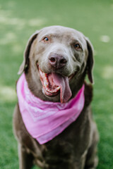 Fototapeta premium portrait of a labrador smiling