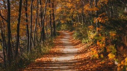 Fototapeta premium Autumn Forest Path: A winding forest trail covered with fallen orange and yellow leaves. Tall trees arch over the path, with light filtering through, creating a warm and inviting atmosphere.