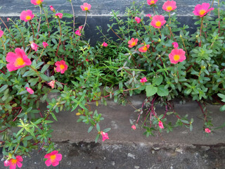 Vivid purslane flower with leave. Beautiful flowers in the garden.