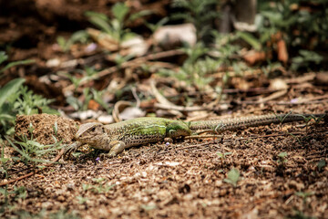 Ameiva é conhecido como bico-doce e ocorre em toda América do Sul
