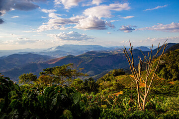 Fototapeta premium Scenic Mountain Landscape with Coffee Plantation – Breathtaking View