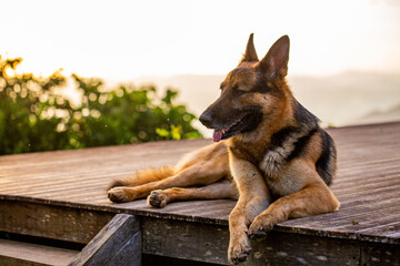 German Shepherd Relaxing on a Wooden Deck at Sunset